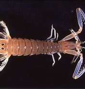 Afbeeldingsresultaten voor Beschrijf Mantis Shrimp. Grootte: 176 x 185. Bron: truyenhinhcapsongthu.net