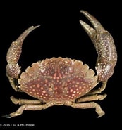 Image result for "epixanthus Corrosus". Size: 173 x 185. Source: www.crustaceology.com