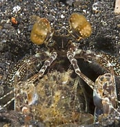 Afbeeldingsresultaten voor Lysiosquillidae. Grootte: 174 x 185. Bron: www.ryanphotographic.com