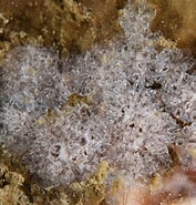 Image result for "distaplia Rosea". Size: 177 x 185. Source: www.britishmarinelifepictures.co.uk