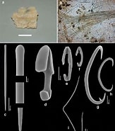 Afbeeldingsresultaten voor "mycale Subclavata". Grootte: 163 x 185. Bron: www.researchgate.net