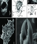 Afbeeldingsresultaten voor "pneumodermopsis Oligocotyla". Grootte: 156 x 185. Bron: www.researchgate.net