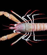 Image result for "nephropsis Stewarti". Size: 158 x 185. Source: www.marinespecies.org