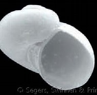 Image result for "dikoleps Pusilla". Size: 190 x 159. Source: www.gastropods.com