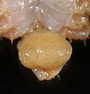 Image result for Drepanorchis neglecta Klasse. Size: 176 x 185. Source: www.aphotomarine.com