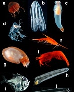 Afbeeldingsresultaten voor Aeginura. Grootte: 148 x 185. Bron: www.researchgate.net