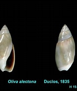 Image result for alectona millari Stam. Size: 157 x 185. Source: olivirv.myspecies.info