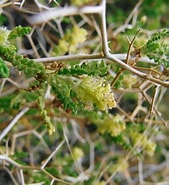 Image result for "castanidium Spinosum". Size: 169 x 185. Source: powo.science.kew.org