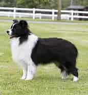 Image result for Bordercollie Hoito. Size: 172 x 185. Source: www.thekennelclub.org.uk