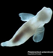Afbeeldingsresultaten voor "platybrachium Antarcticum". Grootte: 175 x 185. Bron: www.futura-sciences.com
