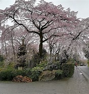 佐野籐右衛門邸 桜 に対する画像結果.サイズ: 176 x 185。ソース: ameblo.jp