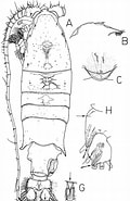 Image result for "gaussia Asymmetrica". Size: 120 x 185. Source: copepodes.obs-banyuls.fr