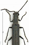 Image result for Dolichomacrostomidae. Size: 120 x 185. Source: coleonet.de