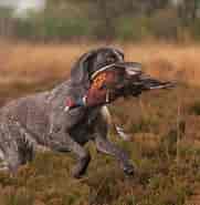 Billedresultat for World Dansk Fritid Husdyr hunde racer stående Jagthunde Pointer. størrelse: 181 x 185. Kilde: www.huntem.com