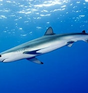Image result for Tolhaai. Size: 176 x 185. Source: carcharhinus.blogspot.com