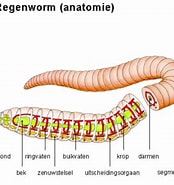 Image result for Gestekelde zandkokerworm Anatomie. Size: 174 x 185. Source: sambelblog.blogspot.com