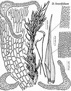 Afbeeldingsresultaten voor "sagenoarium Dicranon". Grootte: 146 x 185. Bron: floranorthamerica.org
