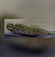 Afbeeldingsresultaten voor Blenniella cyanostigma. Grootte: 180 x 185. Bron: www.meerwasser-lexikon.de