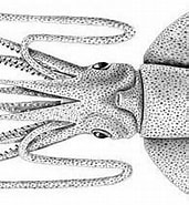 Image result for Cycloteuthis. Size: 171 x 149. Source: enciclovida.mx