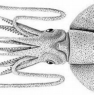 Image result for Cycloteuthidae. Size: 183 x 149. Source: enciclovida.mx