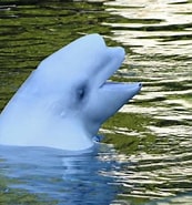 Image result for grondeldolfijnen. Size: 173 x 185. Source: diertjevandedag.classy.be