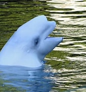 Image result for grondeldolfijnen uitsterven. Size: 174 x 185. Source: diertjevandedag.classy.be