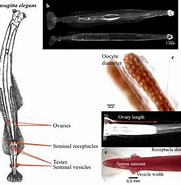 Image result for Eukrohnia Bathypelagica Orde. Size: 181 x 184. Source: www.researchgate.net