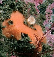 Image result for "myxilla Fimbriata". Size: 176 x 185. Source: www.habitas.org.uk