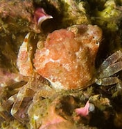 Image result for "liocarcinus Pusillus". Size: 176 x 185. Source: www.seawater.no