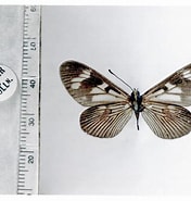 Image result for "actinotrocha Pallida". Size: 176 x 185. Source: www.butterfliesofamerica.com