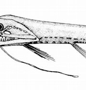 Image result for "Aristostomias Tittmanni". Size: 178 x 160. Source: fishbiosystem.ru