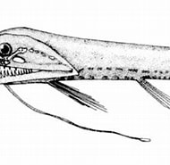 Afbeeldingsresultaten voor "Aristostomias Tittmanni". Grootte: 190 x 160. Bron: fishbiosystem.ru