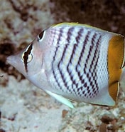Image result for Chaetodon madagascariensis. Size: 176 x 185. Source: reefapp.net