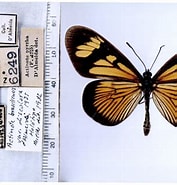 Afbeeldingsresultaten voor "actinotrocha Pallida". Grootte: 177 x 185. Bron: www.butterfliesofamerica.com