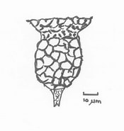 Afbeeldingsresultaten voor "tintinnopsis Baltica". Grootte: 175 x 185. Bron: www.researchgate.net
