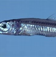 Image result for "argentina Silus". Size: 183 x 131. Source: ncfishes.com
