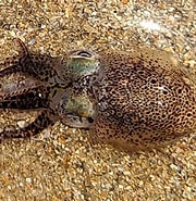 Afbeeldingsresultaten voor Sepiolinae. Grootte: 180 x 185. Bron: www.asturnatura.com