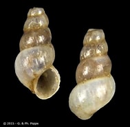 Afbeeldingsresultaten voor Hydrobiidae Verwante Zoekopdrachten. Grootte: 189 x 185. Bron: alchetron.com