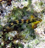 Afbeeldingsresultaten voor "lipophrys Adriaticus". Grootte: 174 x 185. Bron: www.fishbase.se