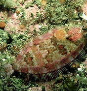 Afbeeldingsresultaten voor "phrynorhombus Norvegicus". Grootte: 176 x 185. Bron: www.habitas.org.uk