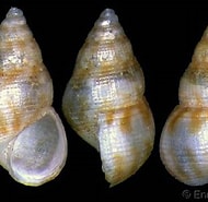 Image result for "crisilla Semistriata". Size: 190 x 185. Source: www.gastropods.com
