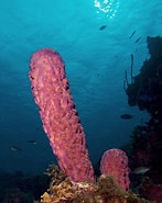 Afbeeldingsresultaten voor Porifera Wikipedia. Grootte: 147 x 185. Bron: es.wikipedia.org
