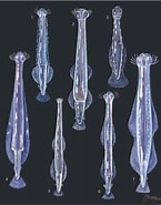 Afbeeldingsresultaten voor Spadella angulata Orde. Grootte: 145 x 185. Bron: www.guwsmedical.info
