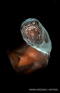 Afbeeldingsresultaten voor "oligopus Ater". Grootte: 120 x 185. Bron: wetpixel.com