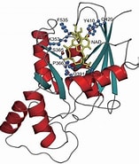 蛋白質交互作用 的圖片結果. 大小：157 x 185。資料來源：www.ihealthtaiwan.com