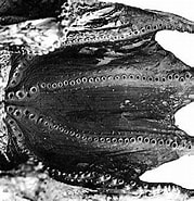 Image result for Rhachotropis Grimaldi. Size: 179 x 185. Source: tolweb.science.oregonstate.edu
