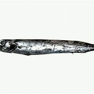 Image result for "nealotus Tripes". Size: 185 x 185. Source: fishesofaustralia.net.au