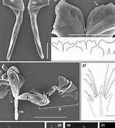 Image result for Ophryotrocha maculata Stam. Size: 167 x 185. Source: www.researchgate.net