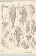 Image result for "haloptilus Acutifrons". Size: 121 x 185. Source: www.marinespecies.org