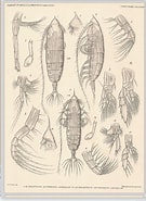 Image result for Haloptilus Major Geslacht. Size: 135 x 185. Source: www.marinespecies.org